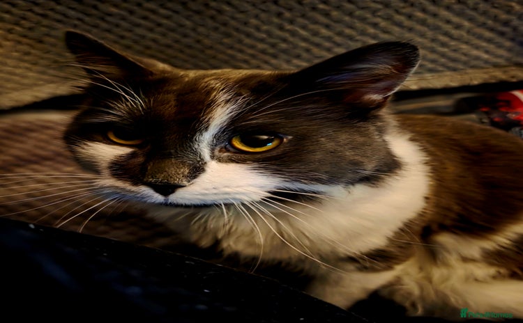 Mixed Breed cats - Advert 1