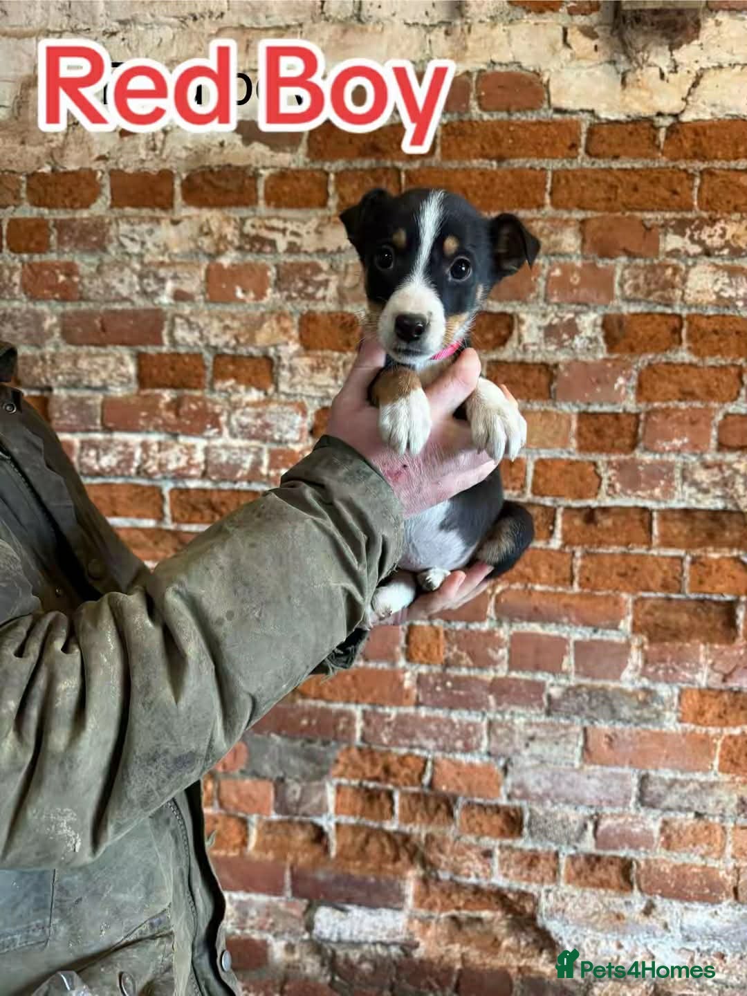 Mixed Breed dogs for sale: Collie pups for sale, ready now  - Advert 5