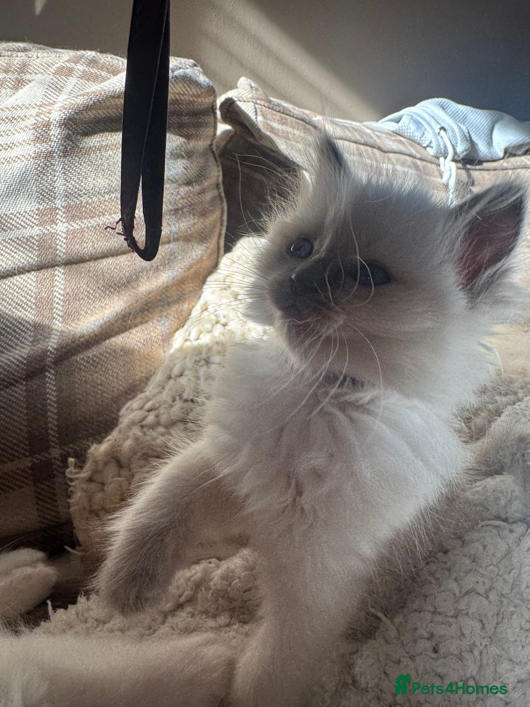 Ragdoll cats for sale: All our beautiful kittens are no longer available  - Advert 26