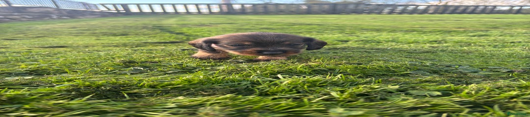 Dachshund Puppy 5