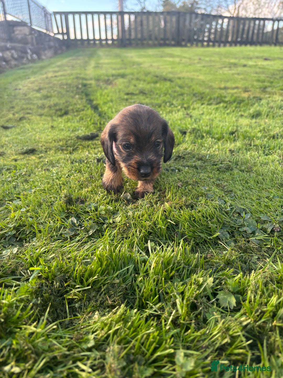 Dachshund dogs for sale: WHD - Wirehaired Dachshund (Teckle) Pups - Image 35