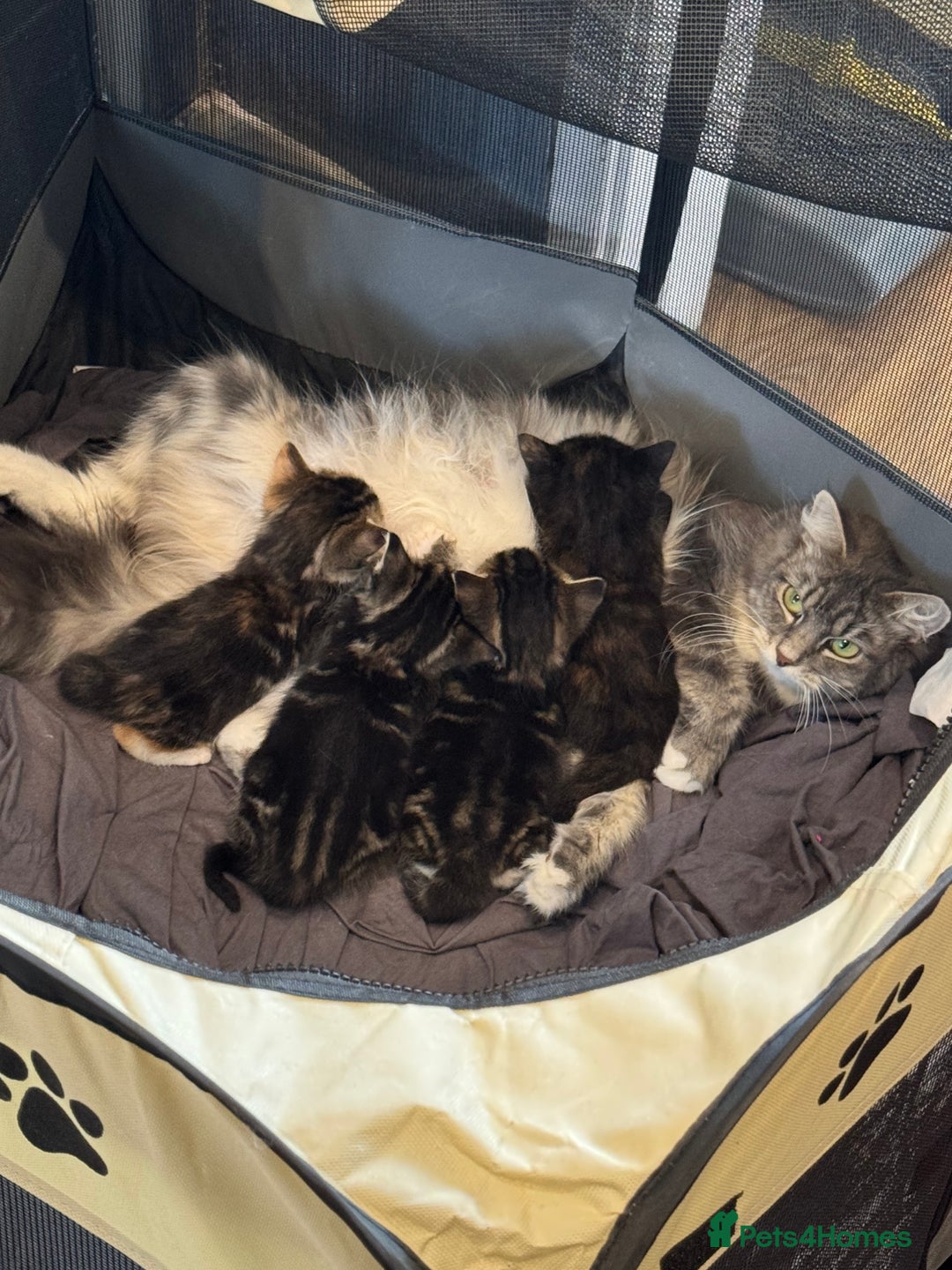 Mixed Breed cats for sale: Tortie Kitten Seeking a Loving Home 🧡 - Image 7