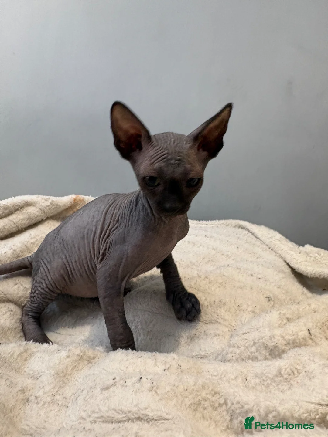 Sphynx cats for sale: Multicoloured Sphynx Kittens - Advert 7