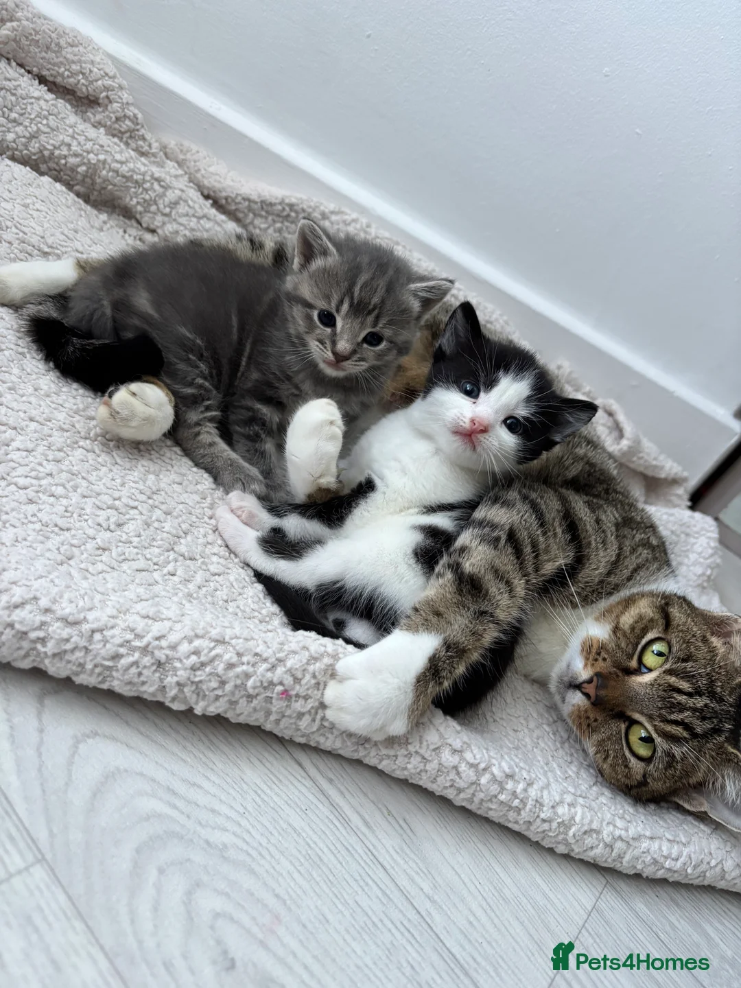 Mixed Breed cats for sale: Loving kittens looking for their forever homes 🐾 - Advert 6