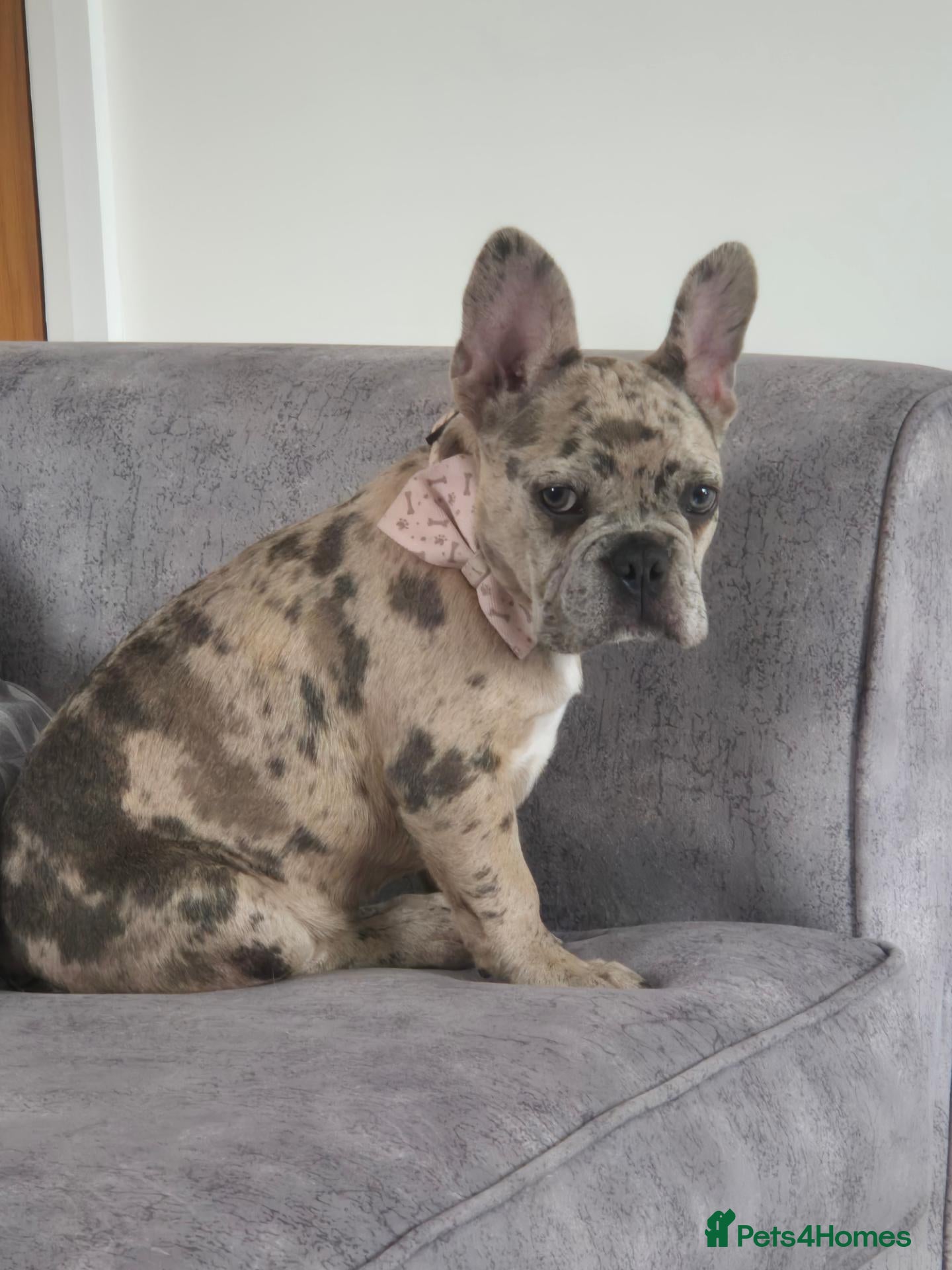 French Bulldog dogs Beautiful merle french bulldog  - Advert 2