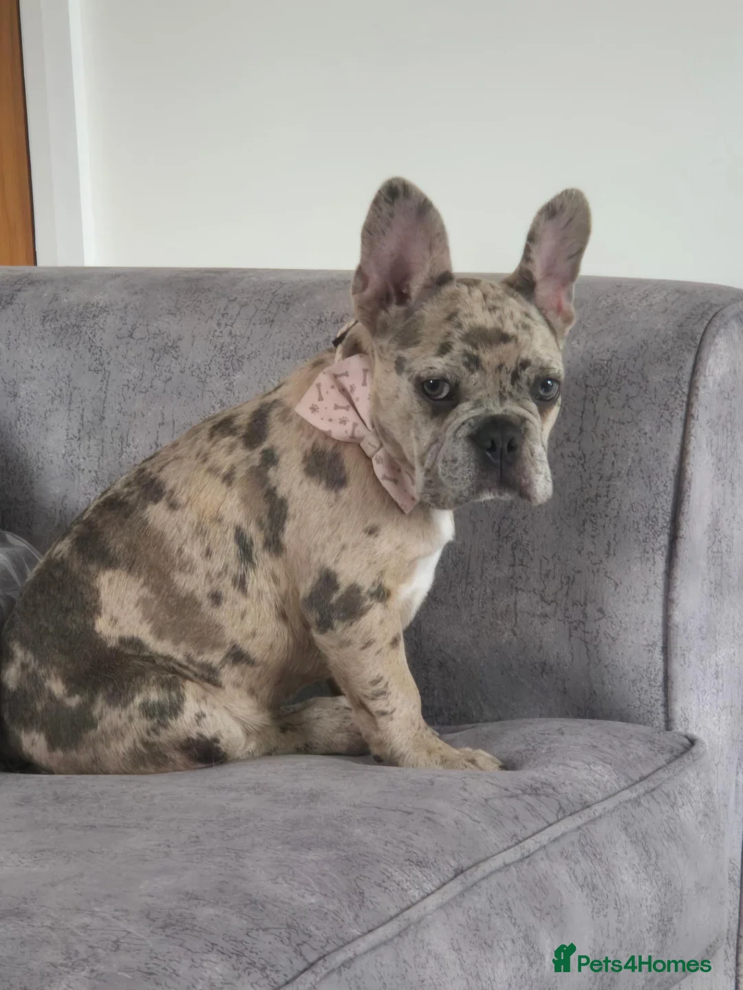 French Bulldog dogs for sale: Beautiful merle french bulldog  - Advert 1