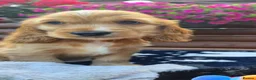 Cocker Spaniel dogs for sale: Show type Cocker spaniels  - Advert 3