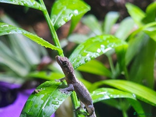 Gecko reptiles Mourning geckos for sale in Swindon - Advert 3