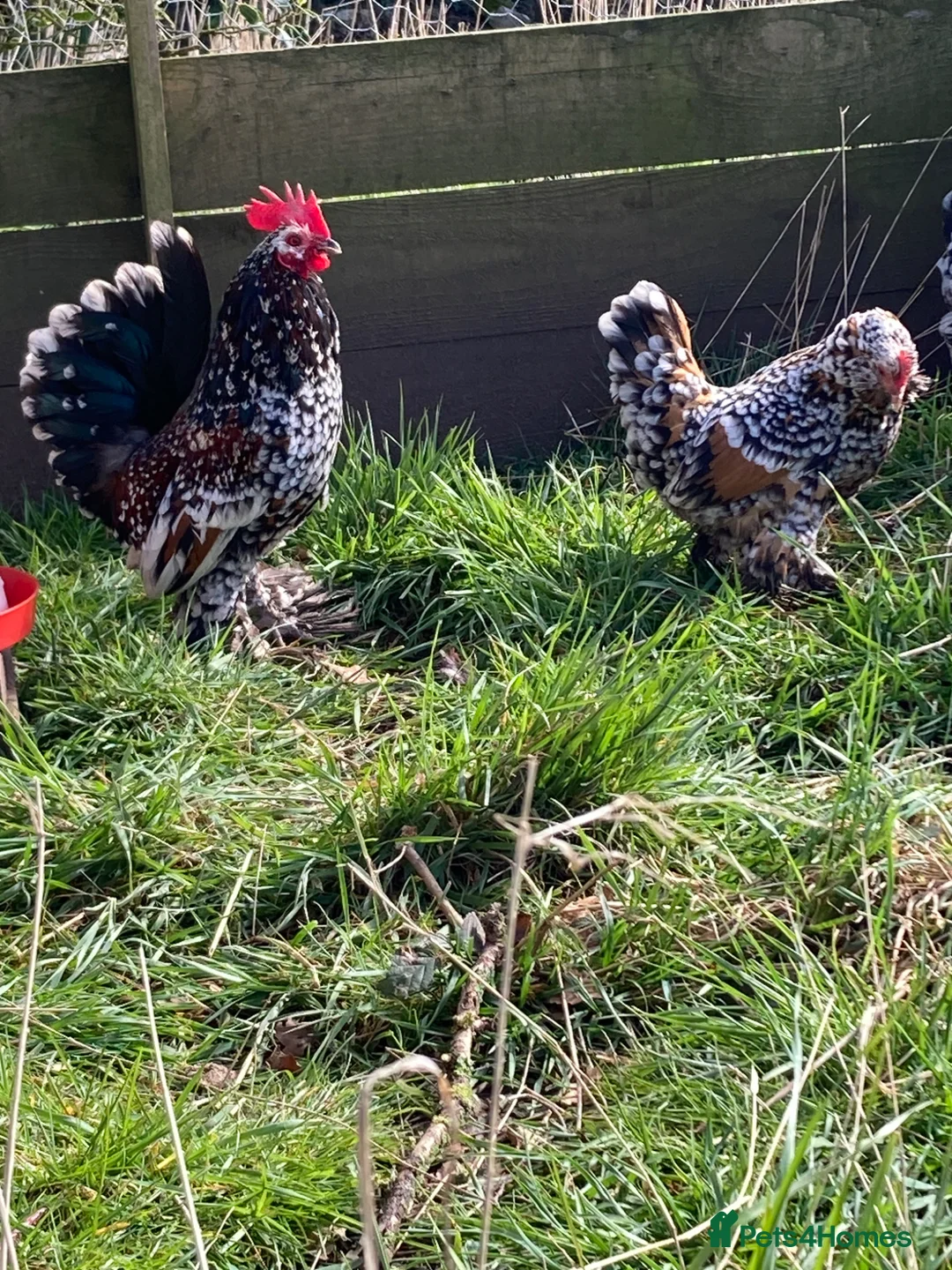 Chickens poultry for sale: .Barbu d’Uccle,Pekin hatching eggs - Advert 5