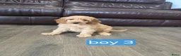 Cockapoo dogs for sale: Adorable F1 Cockapoo pups ♥️🐕🐾 in Bury Saint Edmunds - Advert 34