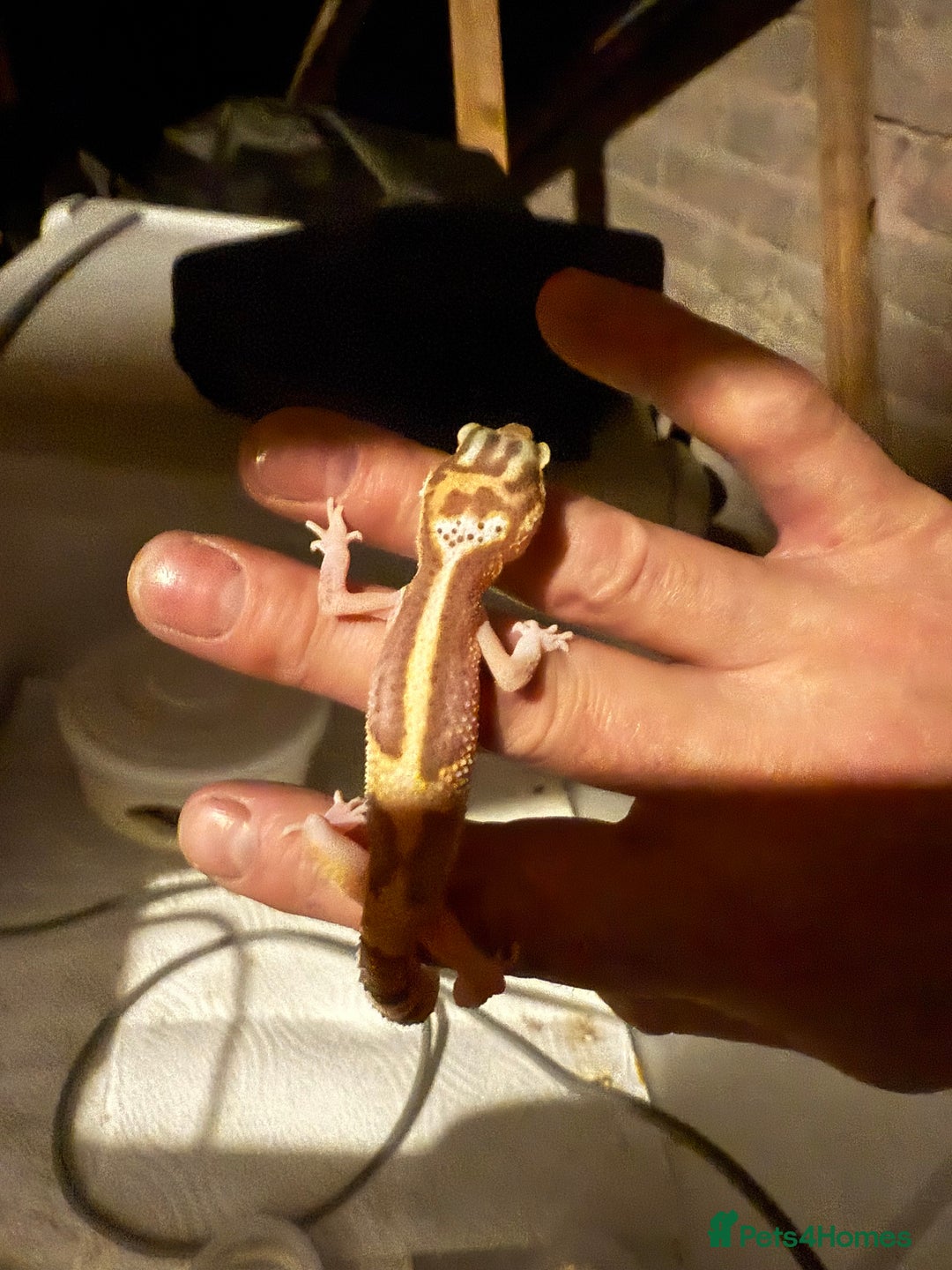 Leopard Gecko reptiles for sale: Baby Leopard geckos - Advert 3