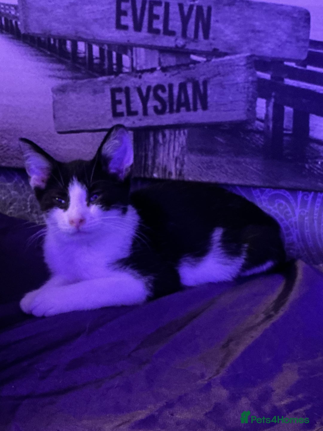 LaPerm cats for sale: Mixed breed blue and white kittens - Image 3