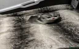 Persian cats for sale: Persian chinchilla kitten  - Image 17