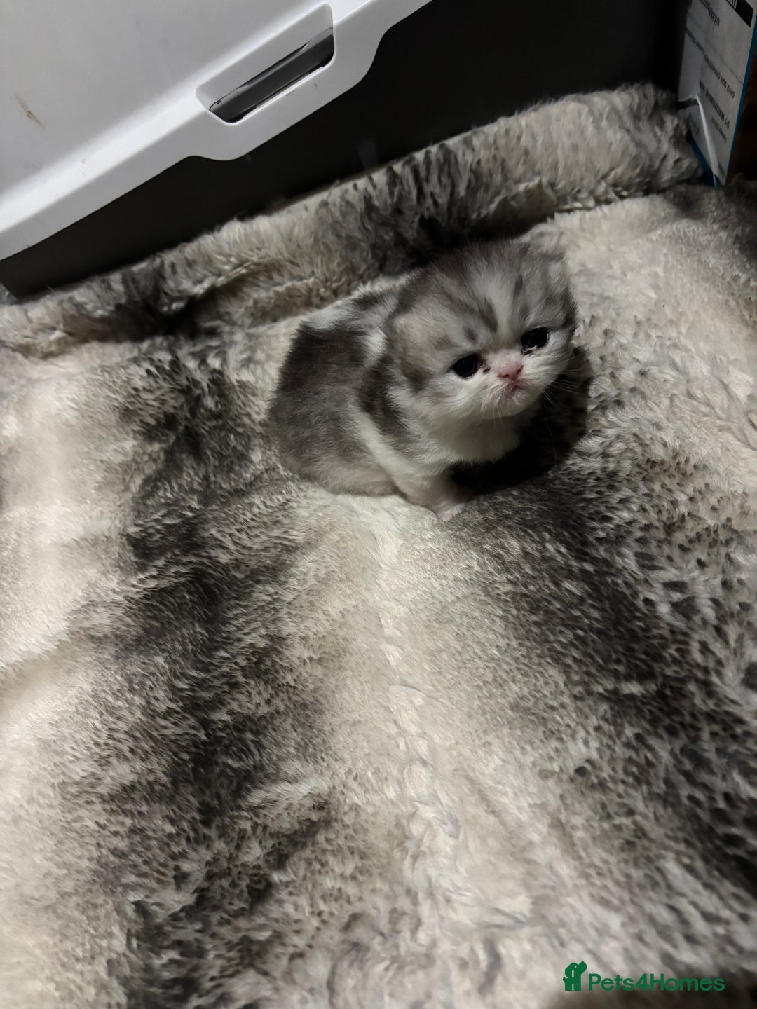 Persian cats for sale: Persian chinchilla kitten  - Image 17