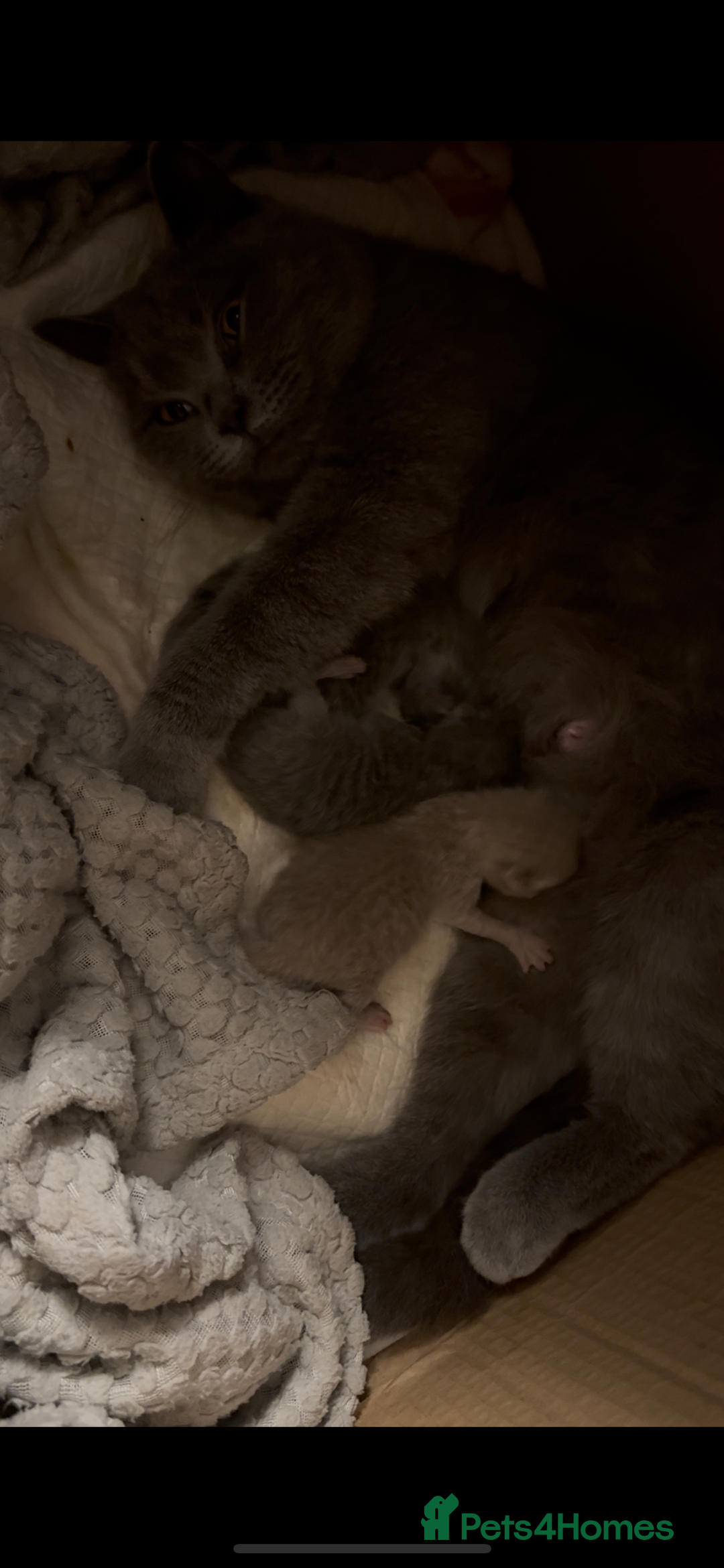 British Shorthair cats for sale: British short hair kittens  - Image 4