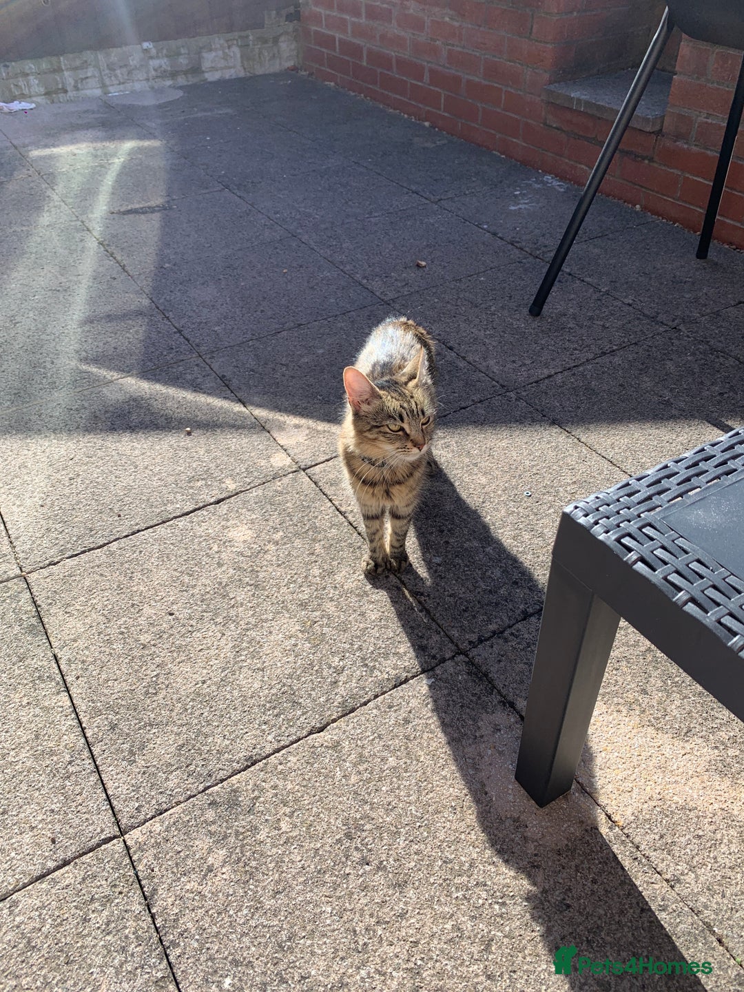 Mixed Breed cats for sale: Beautiful Female Kitten Looking for Forever Home - Image 6