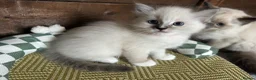 Ragdoll cats for sale: 🐾 Pure Ragdoll Kittens 🐾 - Advert 9