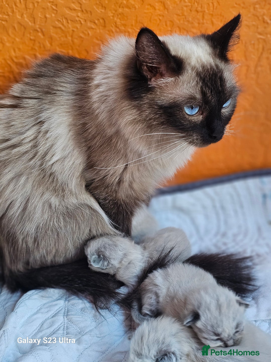 Ragdoll cats for sale: Pure breed Ragdoll  kittens  - Image 7