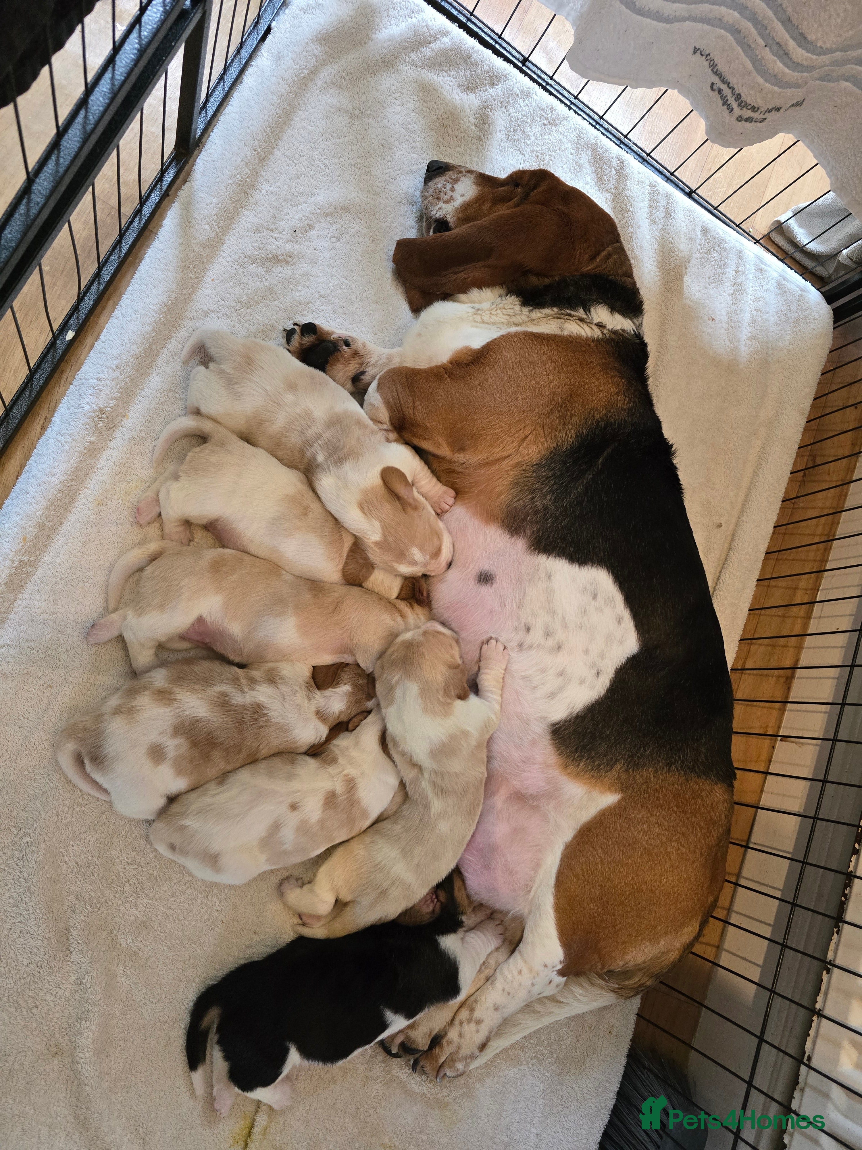 Basset Hound dogs Red & White Basset Hound Proven Stud - Advert 1