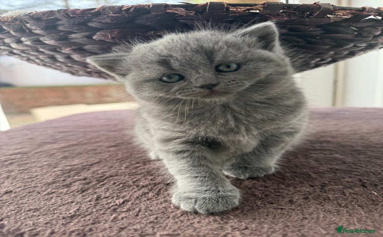 Scottish Fold cats - Advert 1