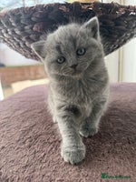 Scottish Fold cats LAST Scottish straight girl left - Advert 8