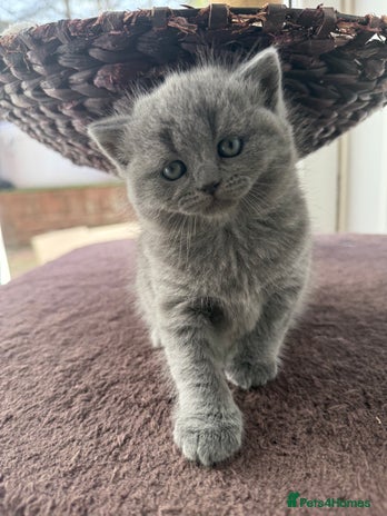 Scottish Fold cats - Advert 1