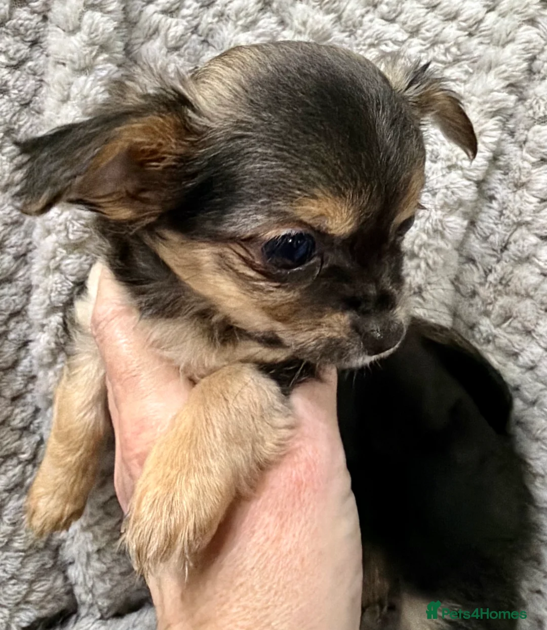 Chihuahua dogs for sale: Female, Stunning Black tri colour LC  - Advert 12