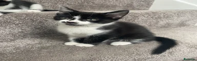 Mixed Breed Kitten 2