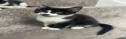 Mixed Breed cats for sale: Adorable bonded pair in Edgware - Advert 12