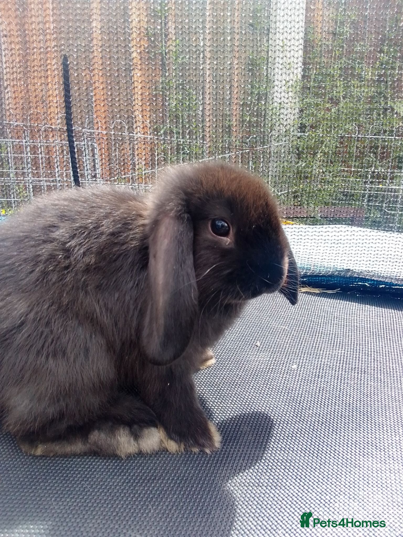 Mini Lop rabbits Pure mini lop Bunny ready to leave - Advert 2