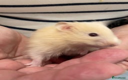 Hamster rodents for sale: Baby Syrian hamsters from show stock  - Image 27