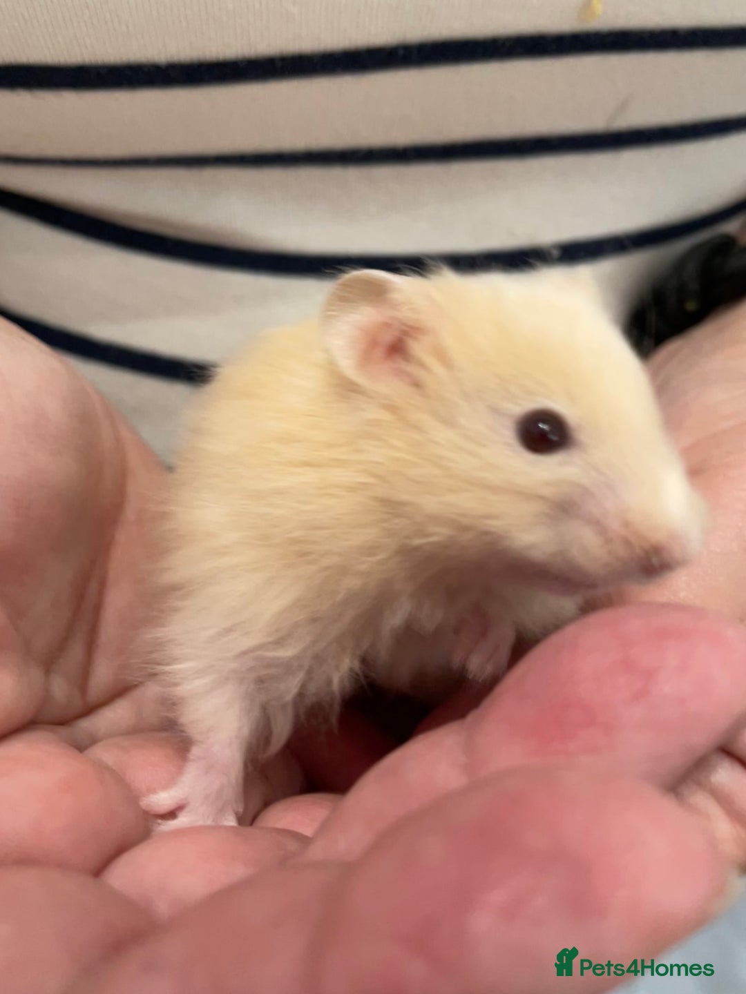 Hamster rodents for sale: Baby Syrian hamsters from show stock  - Image 27