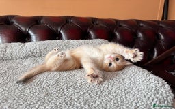 British Shorthair cats for sale: Ready 2 lovely girls AY12 and NY12 / Corin - Image 19