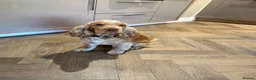 Cocker Spaniel dogs for sale: Gorgeous Cocker Spaniel  in Pontefract - Advert 1
