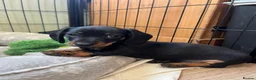 Miniature Dachshund dogs for sale: Kc reg miniature dachshunds - 2 girls - 2 boys  - Advert 4