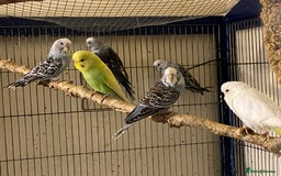 Budgerigars birds for sale: 7 Baby budgies for sale  - Advert 12