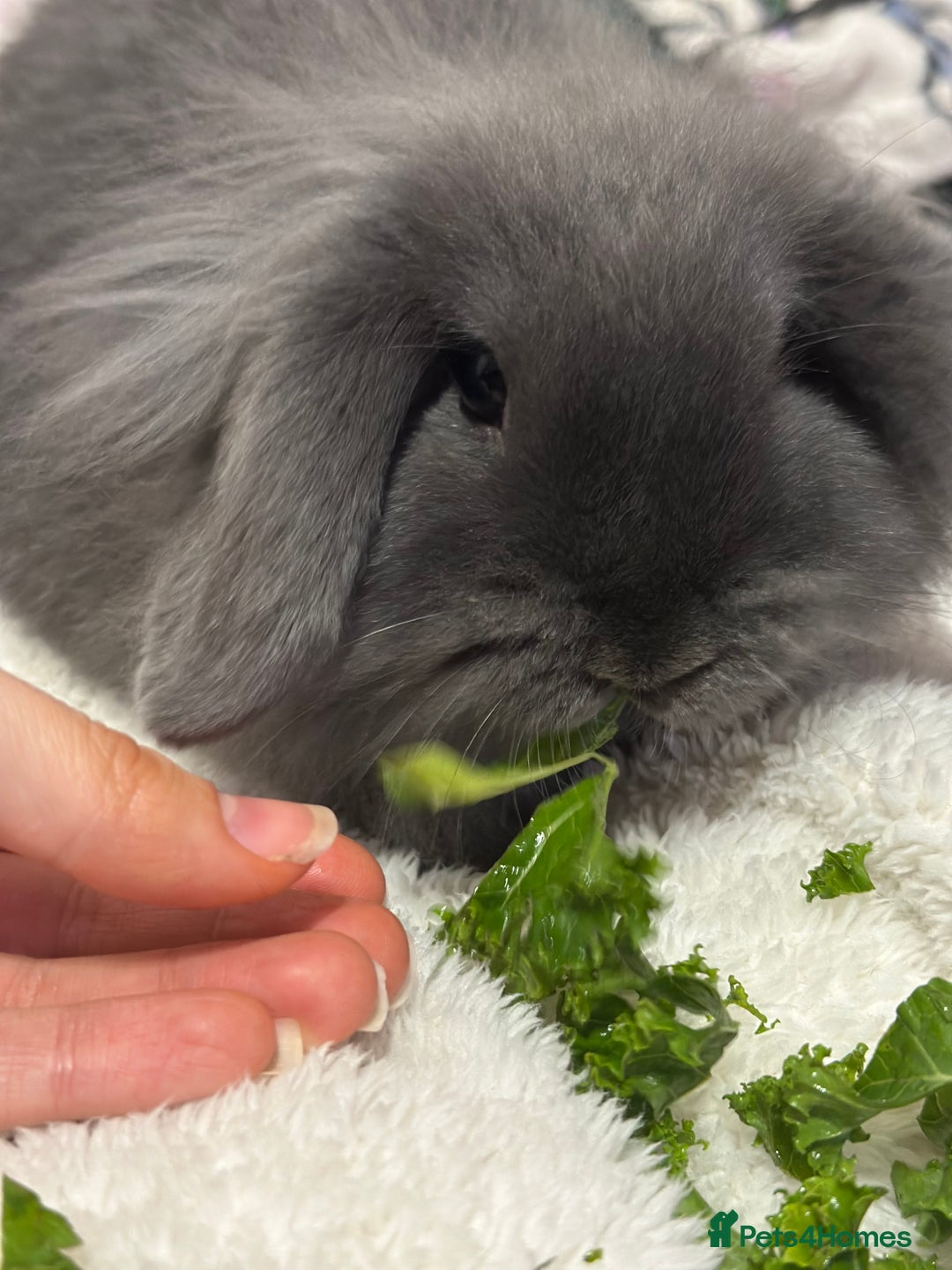 Mini Lop rabbits for sale: Grey female mini lop baby rabbit  - Advert 1