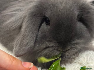 Mini Lop rabbits Grey female mini lop baby rabbit - Advert 7