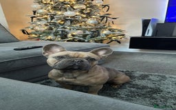 French Bulldog dogs for sale: French Bulldog.  - Image 1