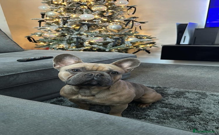 French Bulldog dogs - Advert 2
