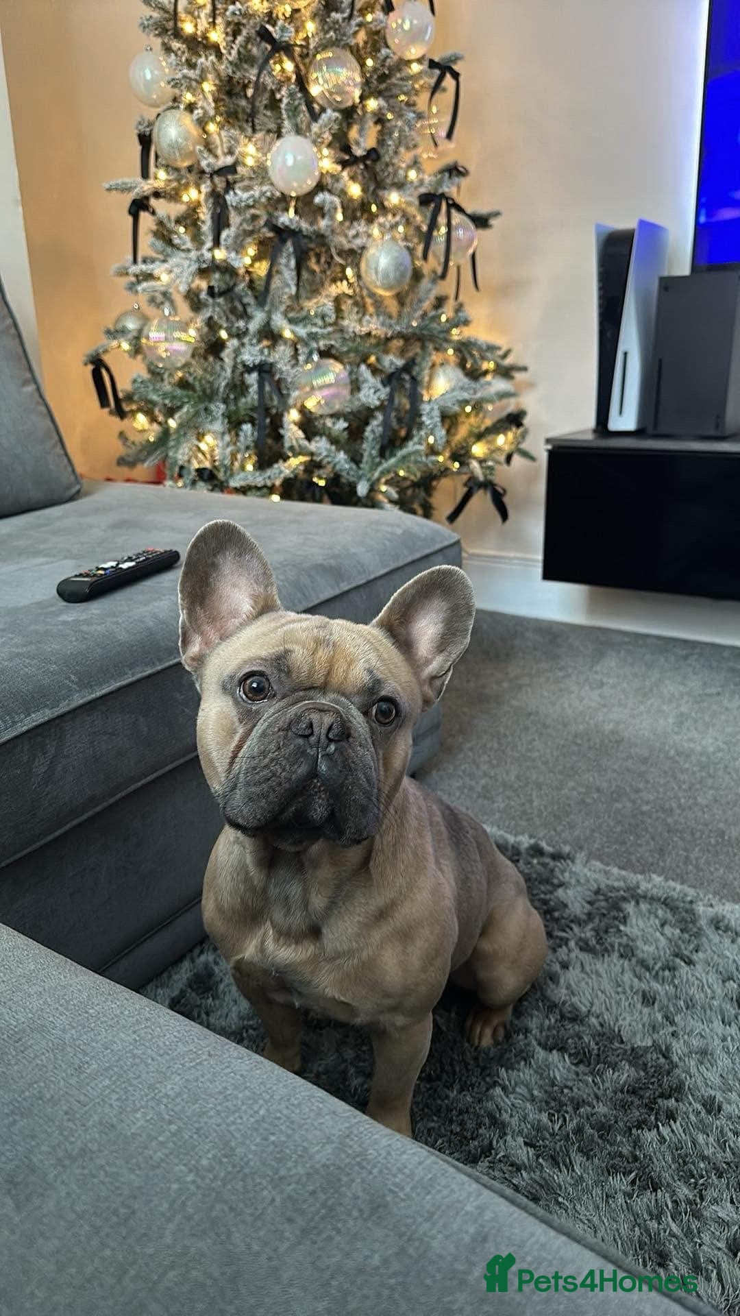 French Bulldog dogs for sale: French Bulldog.  - Image 1