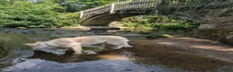 German Shepherd dogs for sale: Zeus white & Gold German shepherd - Advert 9
