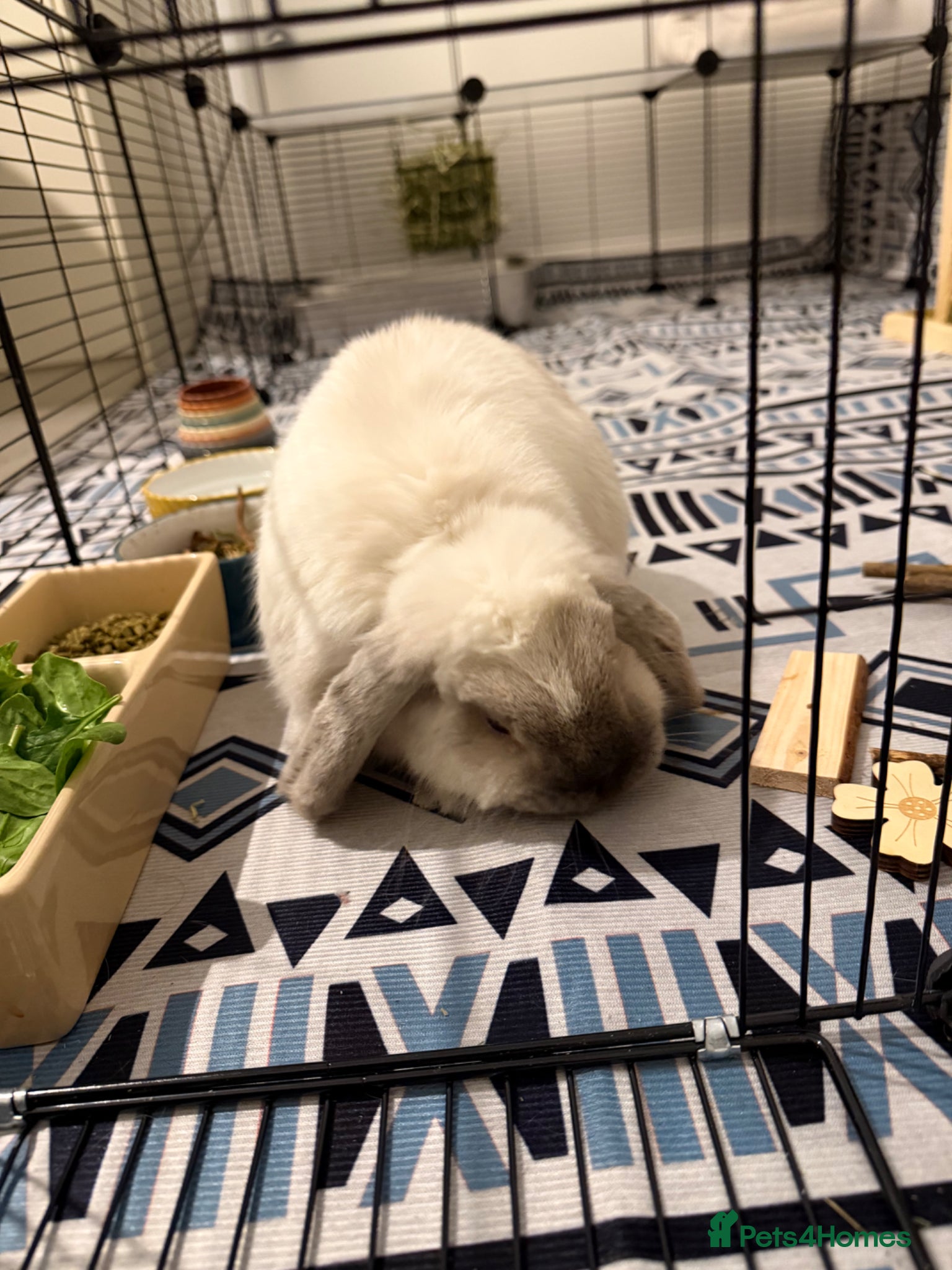 Mini Lop rabbits Mini Lop for Rehome - Advert 1