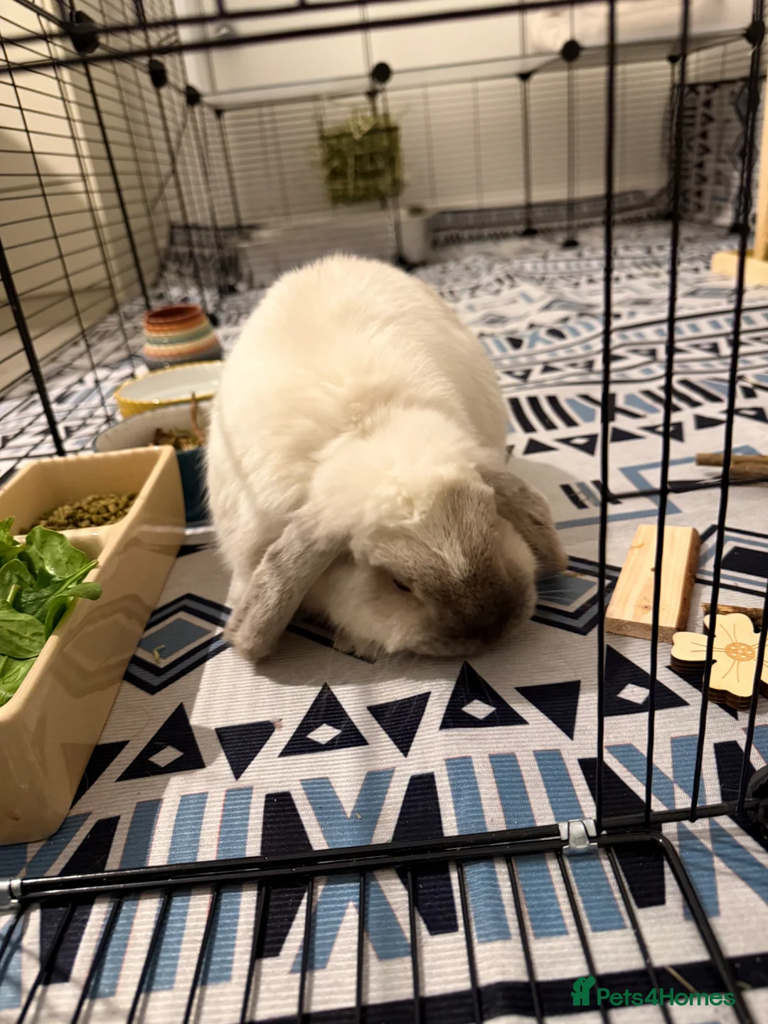 Mini Lop rabbits for sale: Mini Lop for Rehome in Bedford - Advert 1