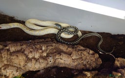Garter Snake reptiles for sale: Group of Garter Snakes - Image 2