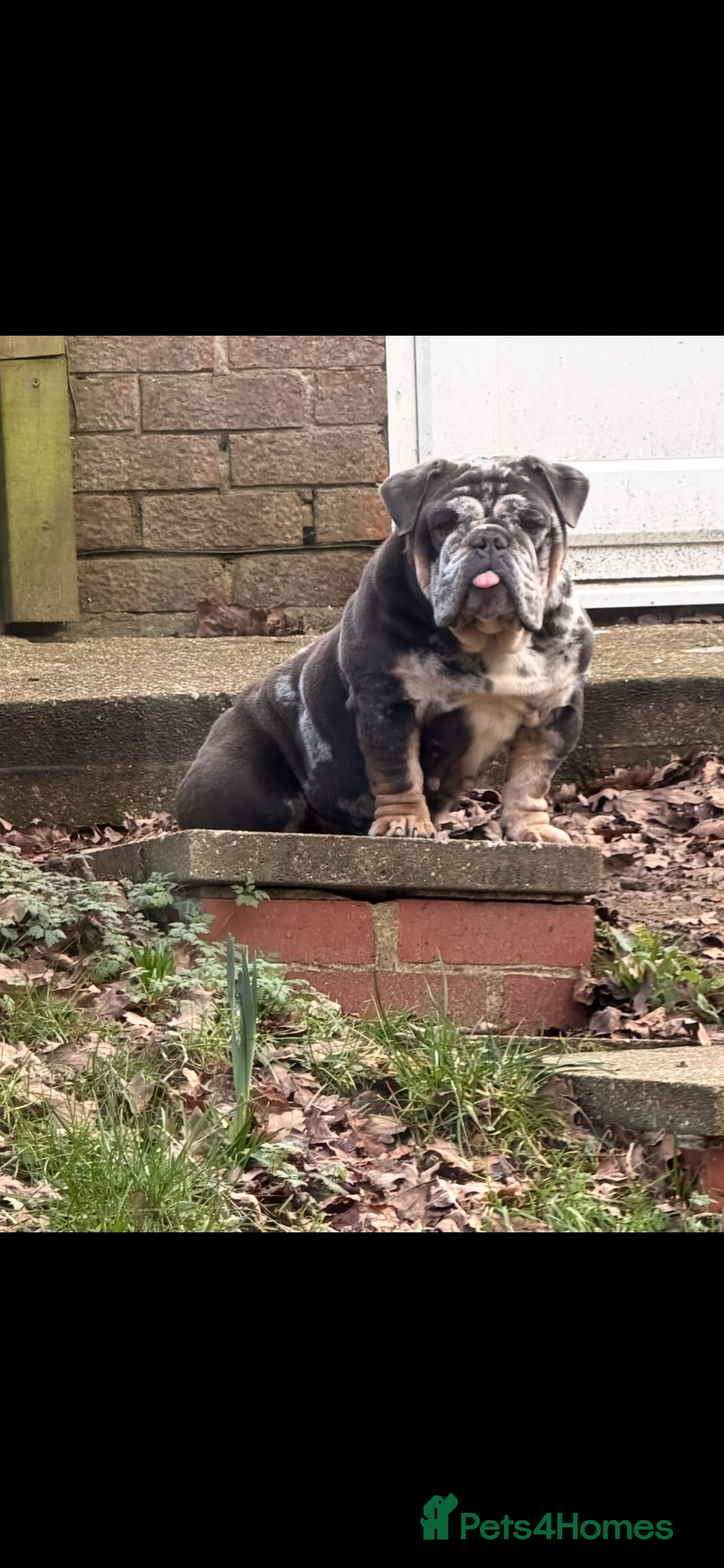 English Bulldog dogs Stunning English bulldog bitch - Advert 18