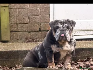 English Bulldog dogs Stunning English bulldog bitch - Advert 18