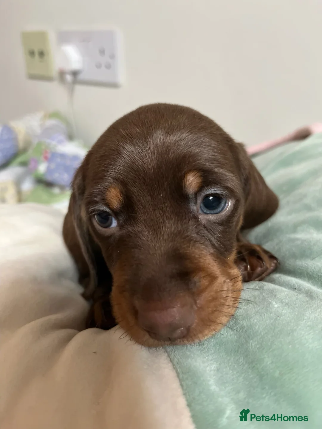 Miniature Dachshund dogs for sale: . Mini Dutch Hound Pups – Choc & Dapple - Advert 12