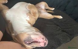 Mixed Breed dogs for sale: Re homing 10 month pocket bully - Image 5