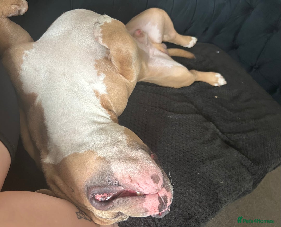 Mixed Breed dogs for sale: Re homing 10 month pocket bully - Image 5